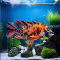 Red OB Peacock Cichlid