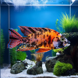 Red OB Peacock Cichlid
