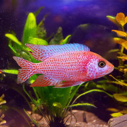 Dragon Blood Peacock Cichlid