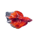 Halfmoon Red Gold Galaxy Betta