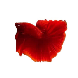 Halfmoon Red Betta