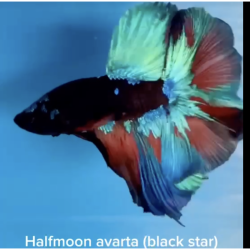 AVATAR Halfmoon Betta (Black Star)