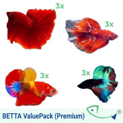 BETTA ValuePack (Premium) 07
