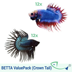 BETTA ValuePack (Crown Tail) 06