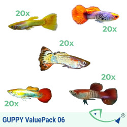 GUPPY ValuePack (Premium) 06