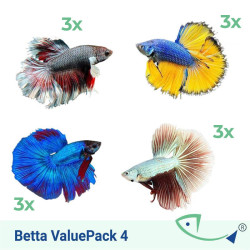 BETTA ValuePack (Premium) 04