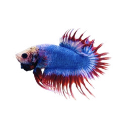 Crowntail Flag Betta