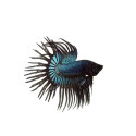 Black Crowntail Betta
