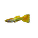 Yellow Golden Guppy - Male M