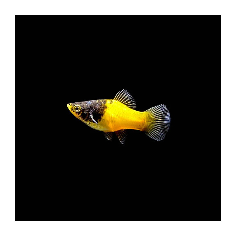 Platy Bumble Bee