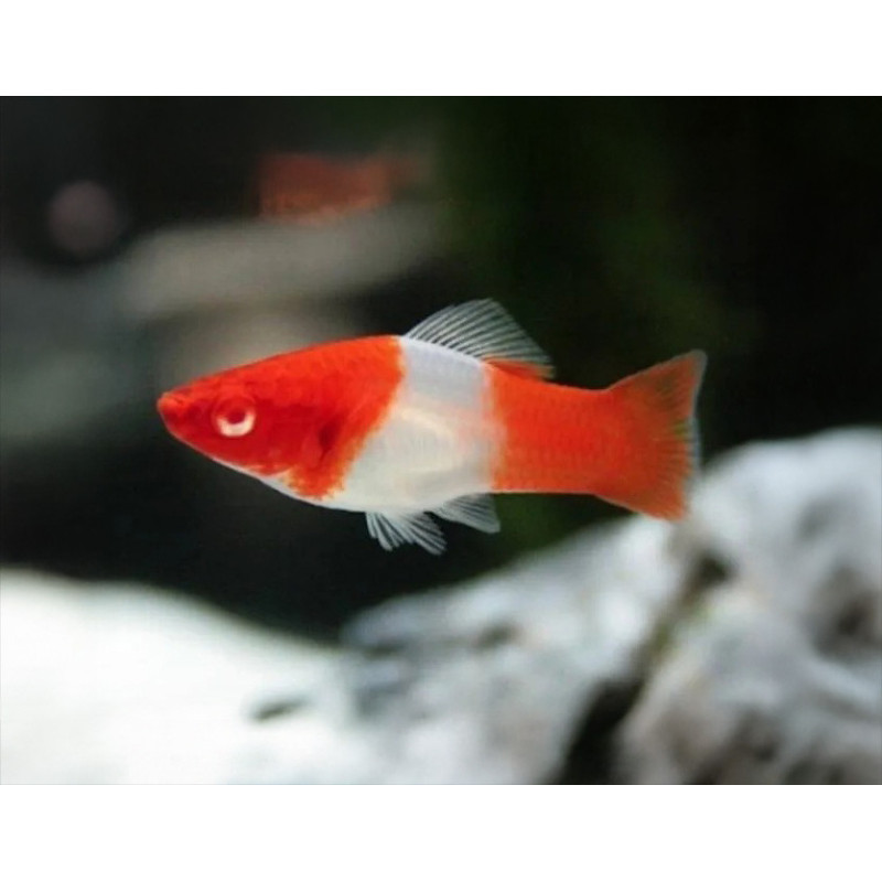 Platies Santa Claus