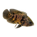 Leopard Oscar Cichlid