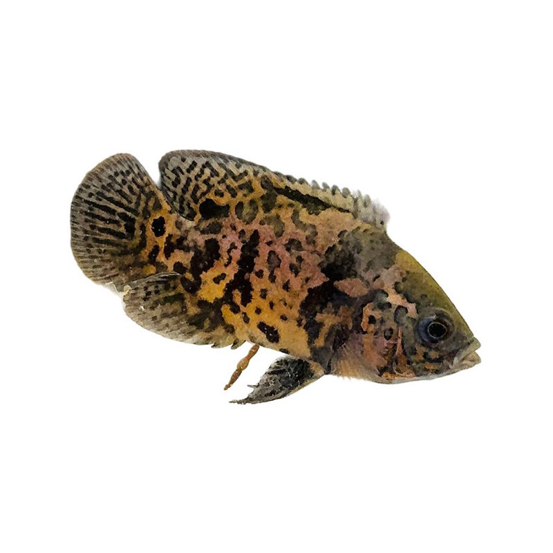 Leopard Oscar Cichlid