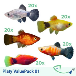 Platy ValuePack 03