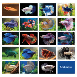 BETTA (Mega) ValuePack  08