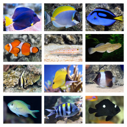 Marine Mega ValuePack 02