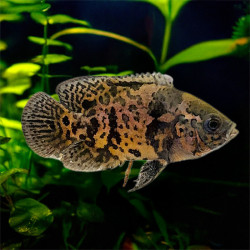 Leopard Oscar ValuePack OF 12