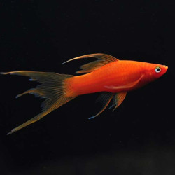 Red Double Tail Swordtail