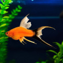 Black Double Tail Swordtail