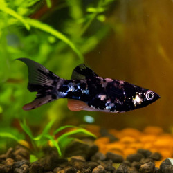Marble Lyretail Molly