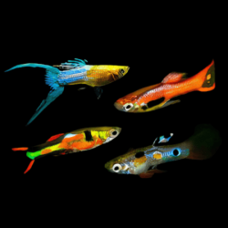 Assorted Lyretail Guppy - Male L