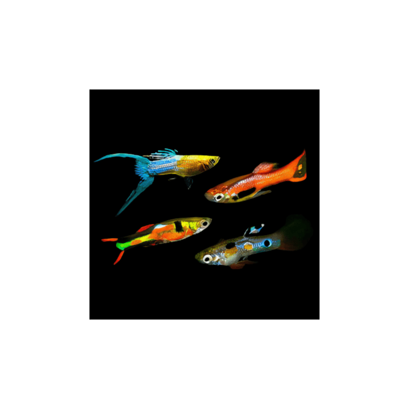Assorted Lyretail Guppy - Male L