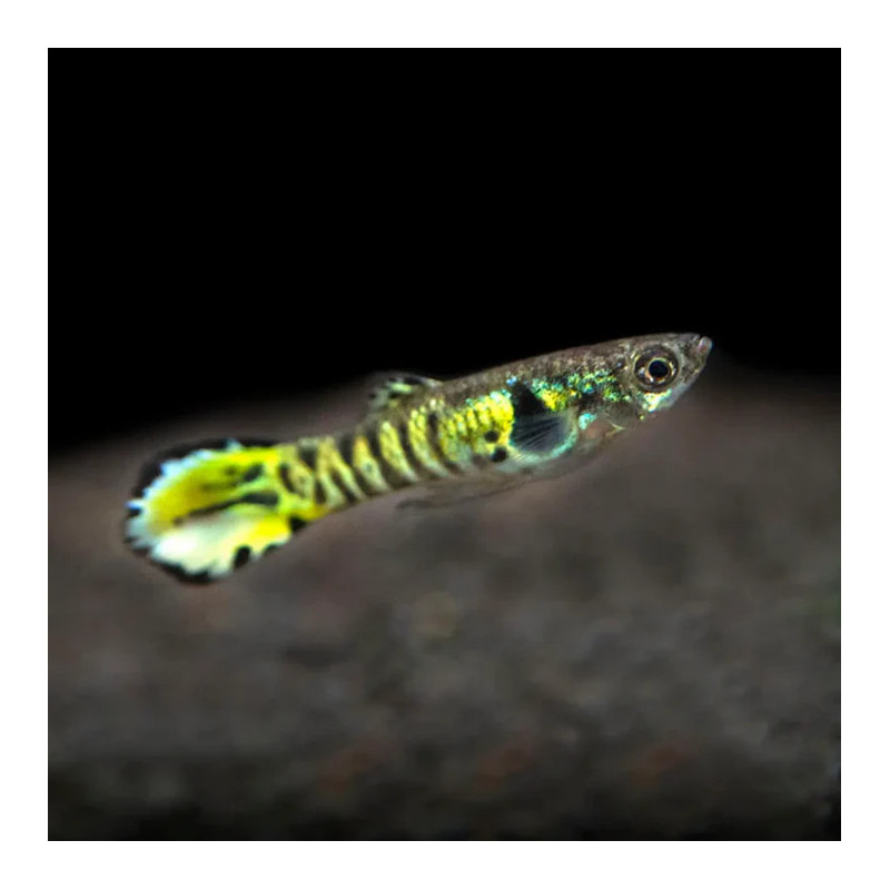 Endler Yellow Tiger Guppy - Male L