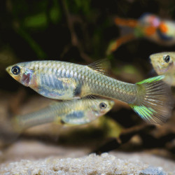 Endler Red Guppy - Female ML