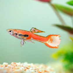 Endler Red Guppy - Male L