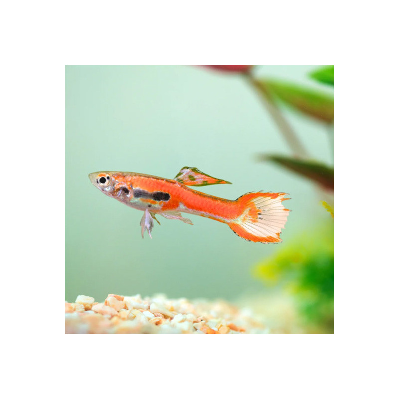 Endler Red Guppy - Male L