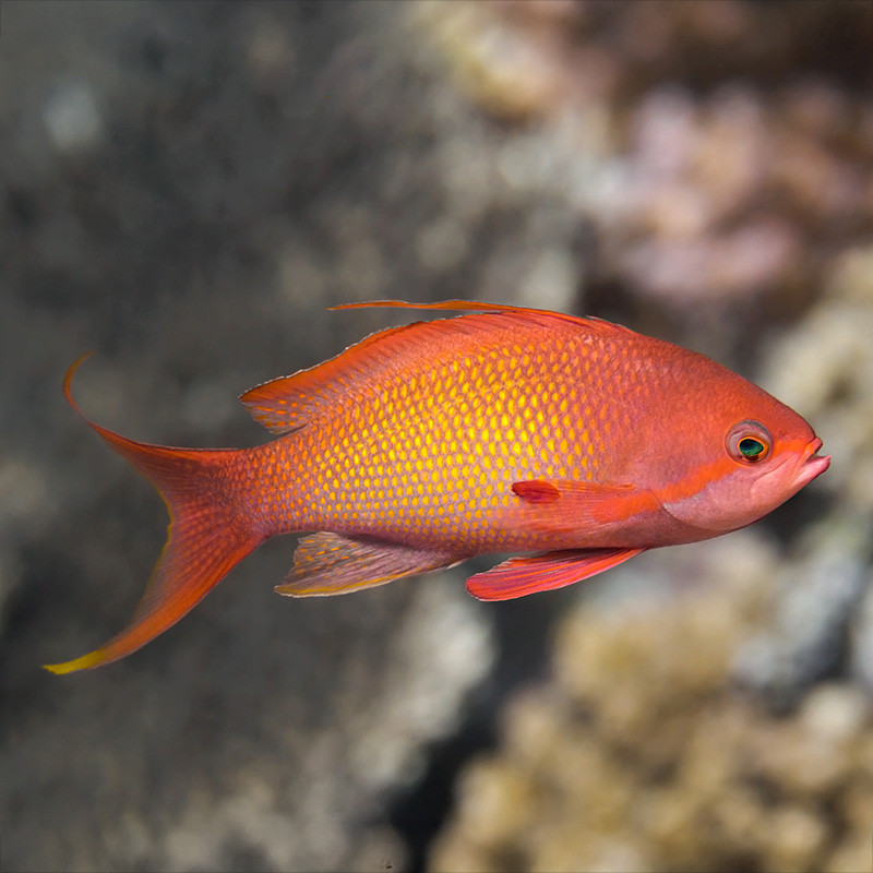 Lyretail Anthias Male
