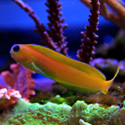 Midas Blenny M