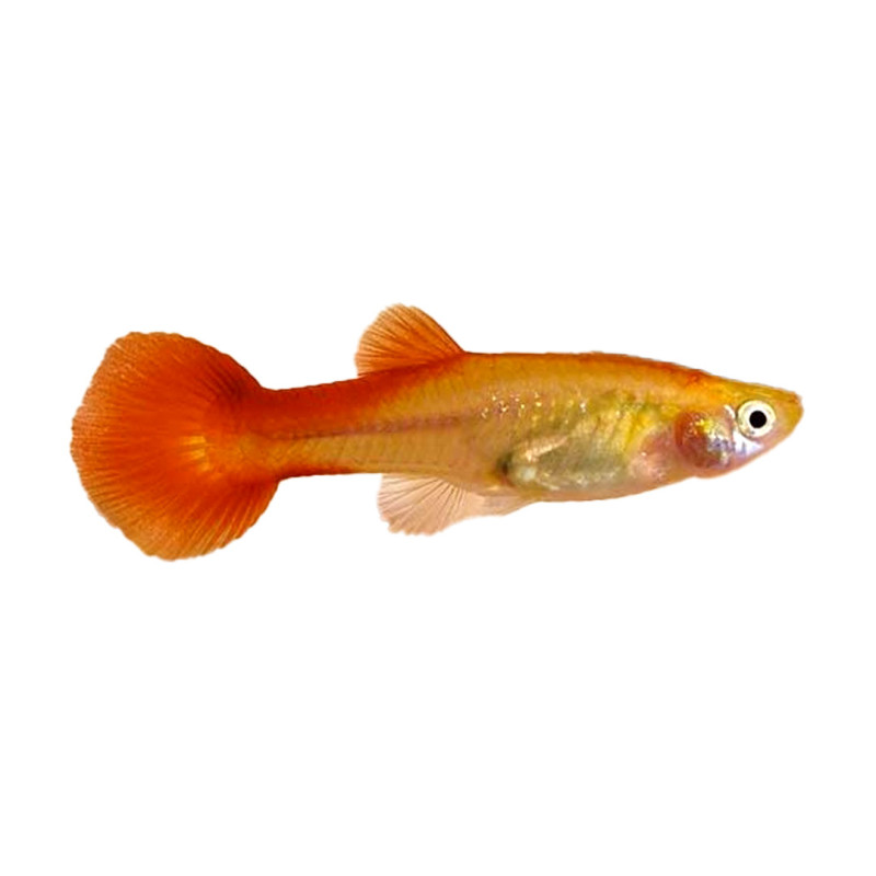Red Panda Guppy - Female