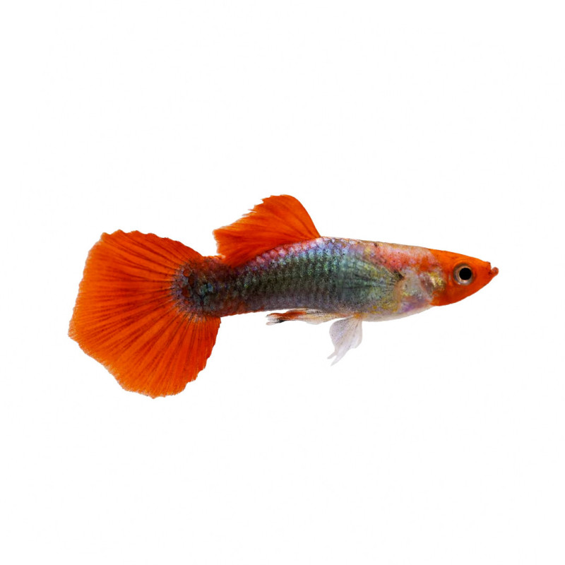 Red Panda Guppy - Male