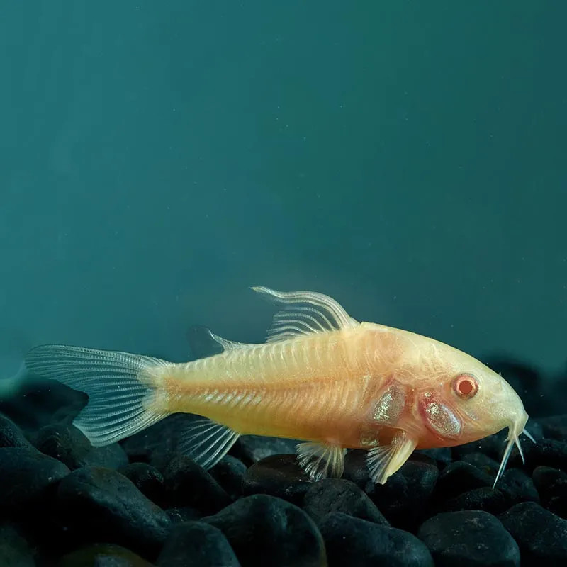 Albino Cory Cat