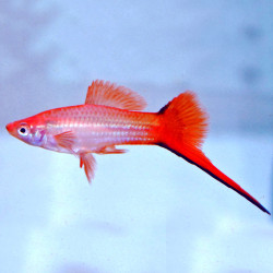 Pink Ghost Swordtail ML