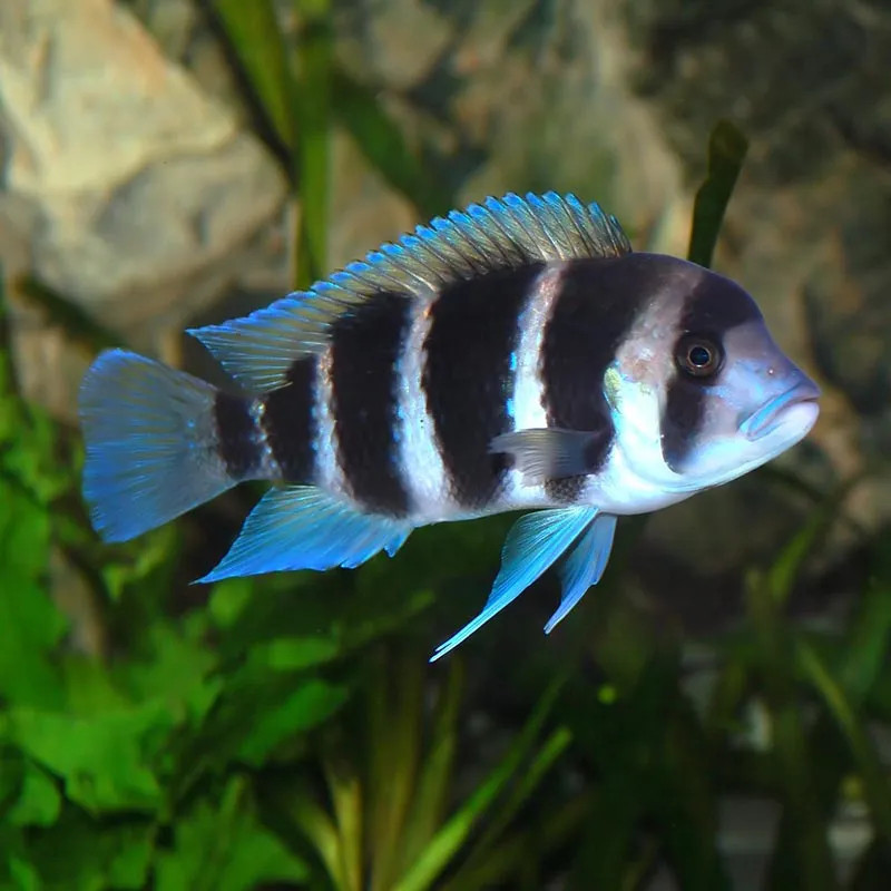 Frontosa Cichlid L