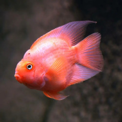 Red Parrot Cichlid SM