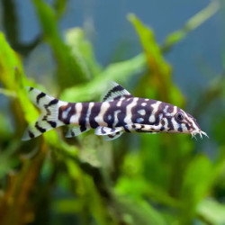 Golden Zebra Loach