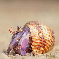 Blue Leg Hermit Crab