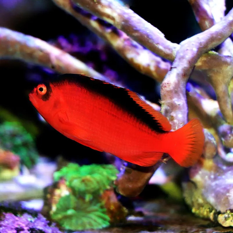 Flame Hawkfish