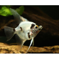 Panda Angelfish ML