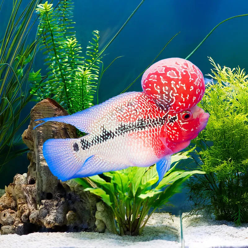 Flowerhorn Cichlids