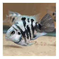 Polar Blue Convict Parrot SM