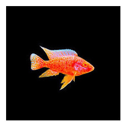 Albino Super Red Peacock Cichlid M