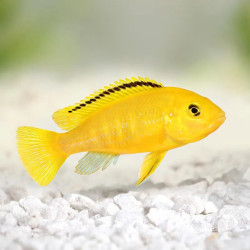 Electric Yellow Lab Cichlid M