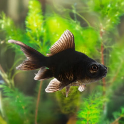 Black Butterfly Moor Goldfish