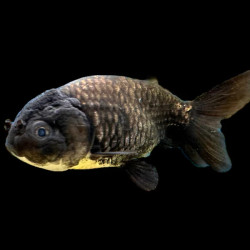 Black Ranchu Goldfish