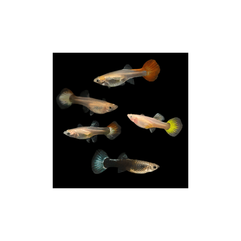 Assorted Guppy - Female S