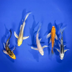 Assorted Butterfly Koi  M